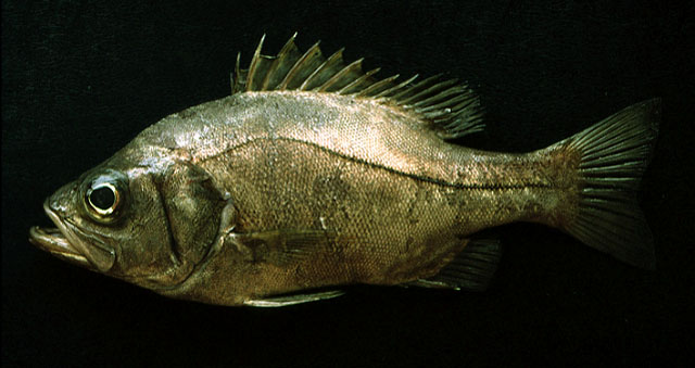 Hemilutjanus macrophthalmos