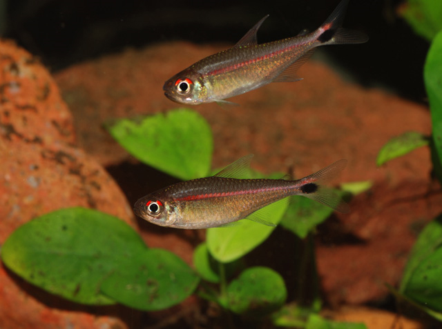 Hemigrammus rubrostriatus