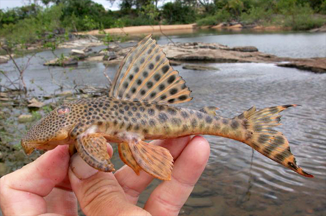 Hemiancistrus sabaji