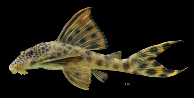 Hemiancistrus sabaji