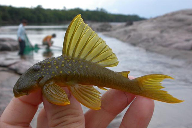 Hemiancistrus subviridis