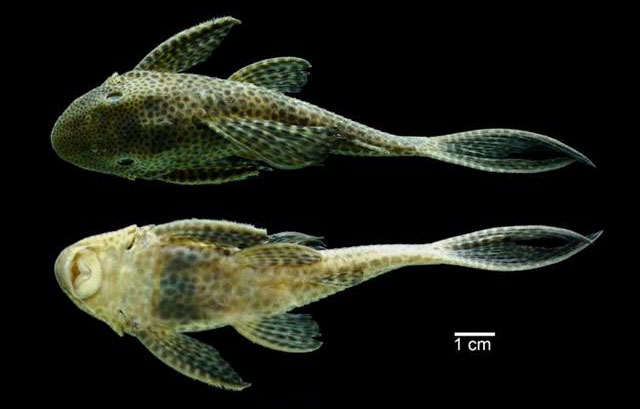 Hypostomus wilsoni