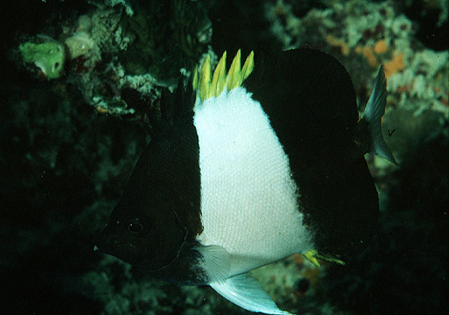 Hemitaurichthys zoster