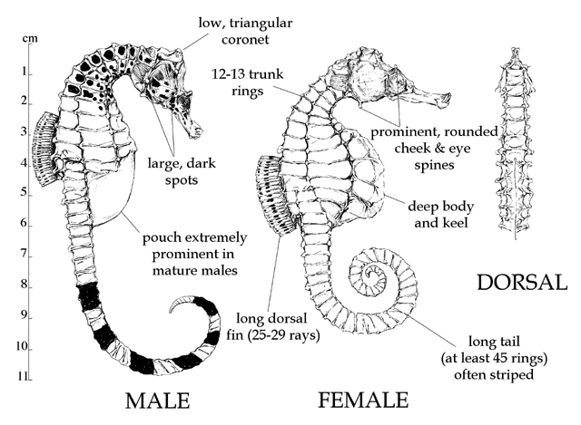 Hippocampus abdominalis