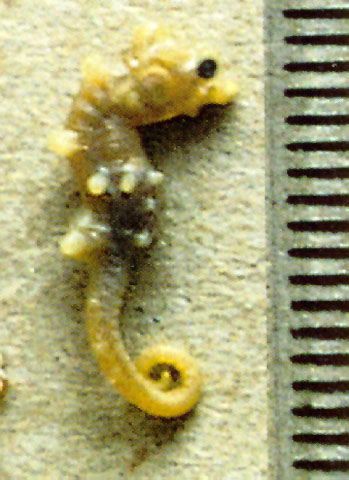 Hippocampus bargibanti