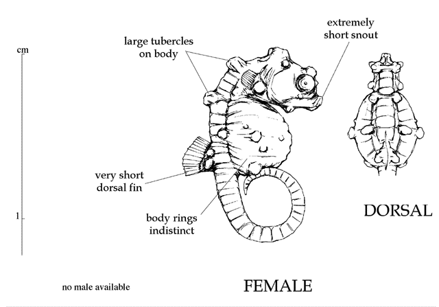 Hippocampus bargibanti