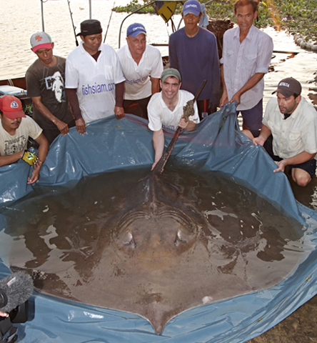 Urogymnus polylepis