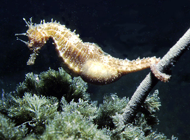 Hippocampus guttulatus