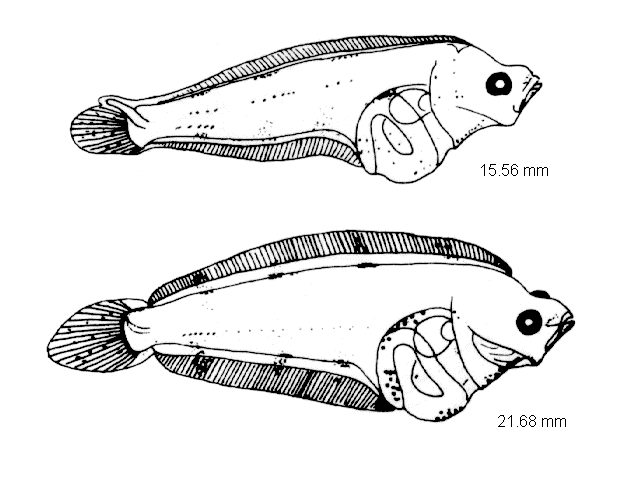 Hippoglossoides platessoides