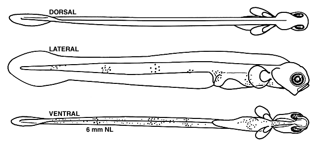 Hippoglossoides platessoides