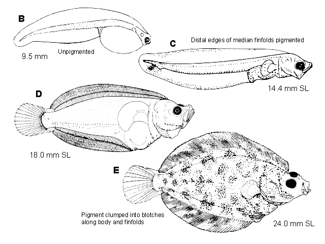 Hippoglossus stenolepis