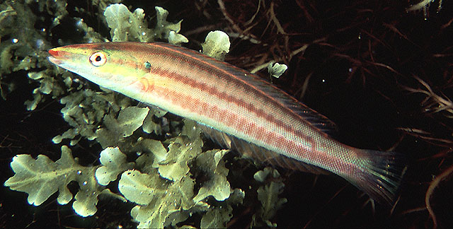 Hologymnosus doliatus