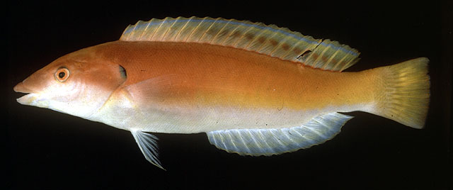 Hologymnosus rhodonotus