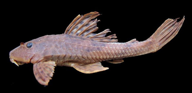 Hypostomus ancistroides