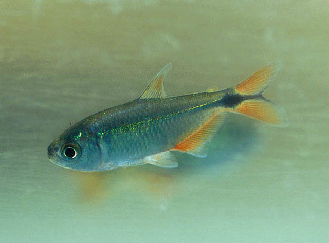 Hyphessobrycon anisitsi