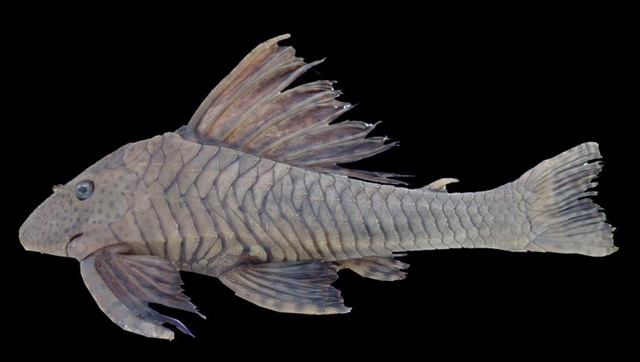 Hypostomus cochliodon