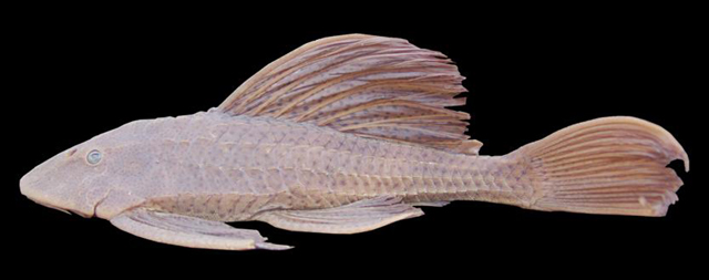 Hypostomus commersoni