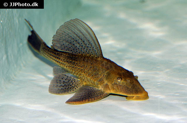 Hypostomus commersoni