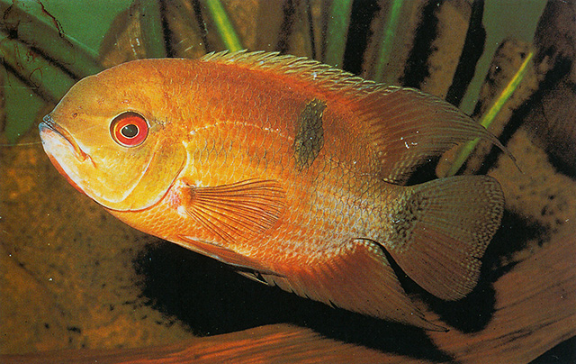 Hypselecara coryphaenoides