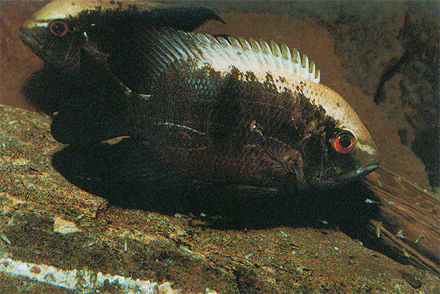 Hypselecara coryphaenoides