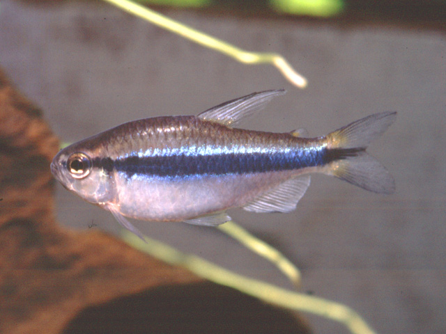 Hyphessobrycon cyanotaenia