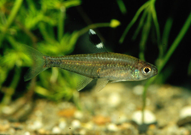 Hyphessobrycon dorsalis