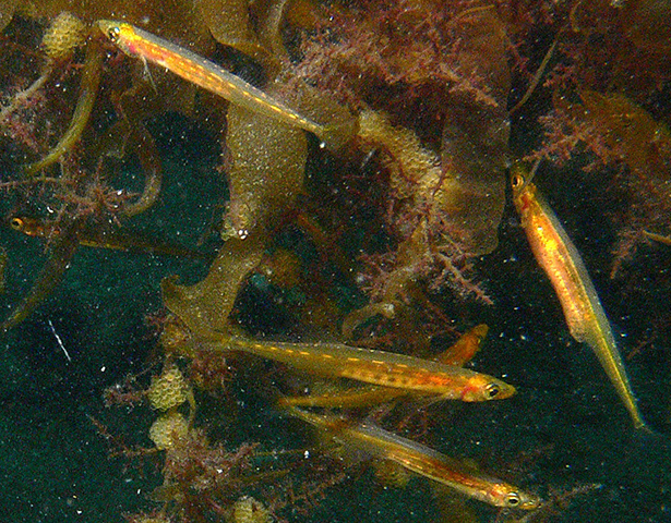 Hypoptychus dybowskii