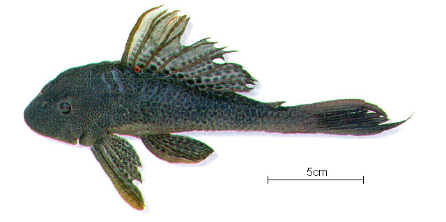 Squaliforma emarginata