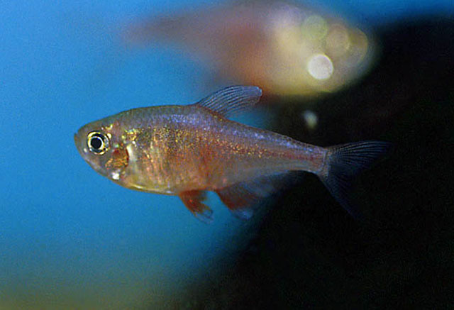 Hyphessobrycon flammeus