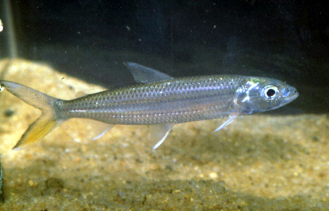 Hydrocynus forskahlii