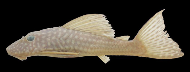 Hypostomus margaritifer