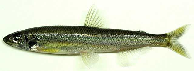 Hypomesus nipponensis