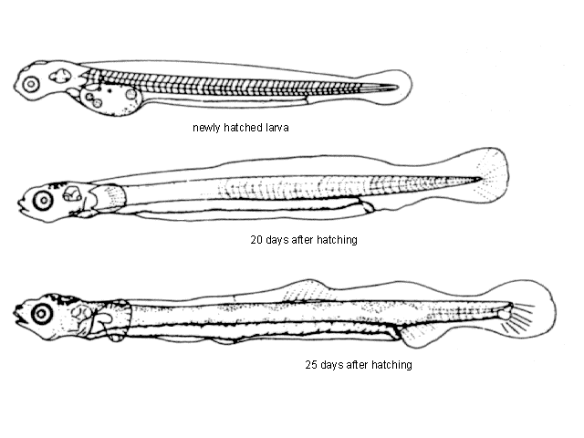 Hypomesus olidus