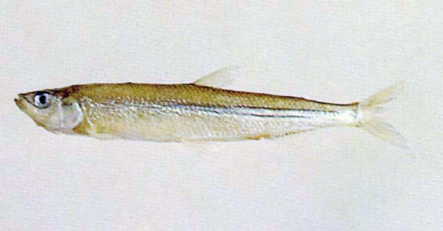 Hypomesus olidus