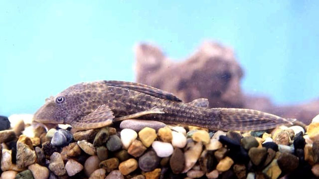 Hypostomus plecostomus