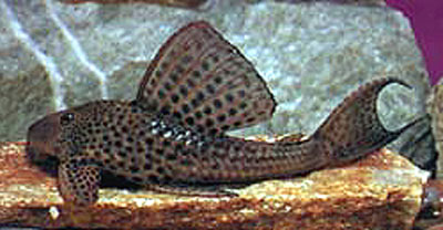 Hypostomus punctatus