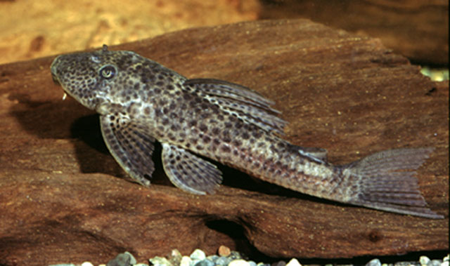 Hypostomus punctatus