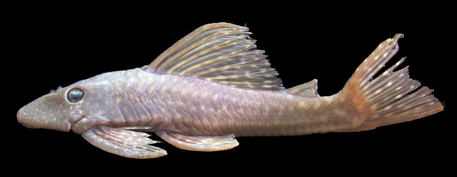 Hypostomus regani