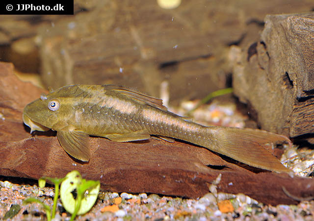 Hypostomus soniae