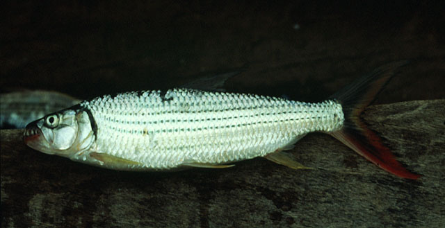 Hydrocynus vittatus