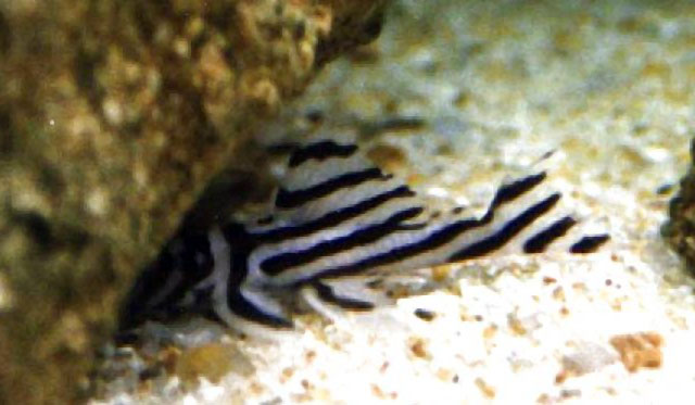 Hypancistrus zebra