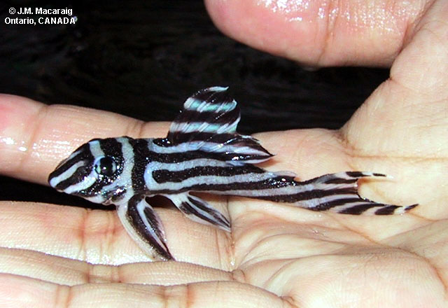 Hypancistrus zebra