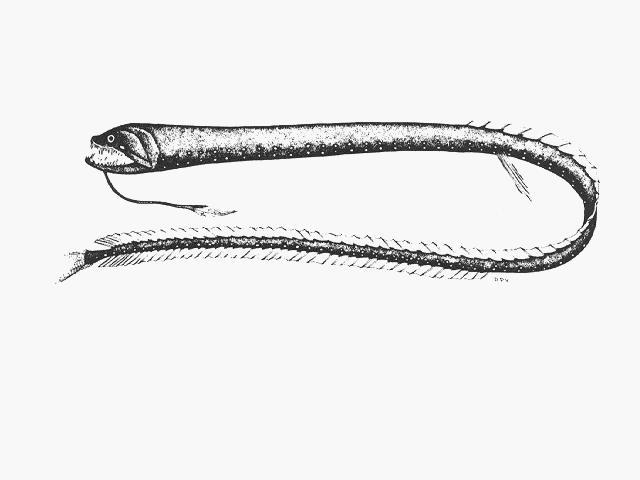 Idiacanthus fasciola