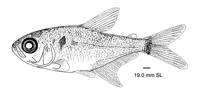 Jupiaba keithi