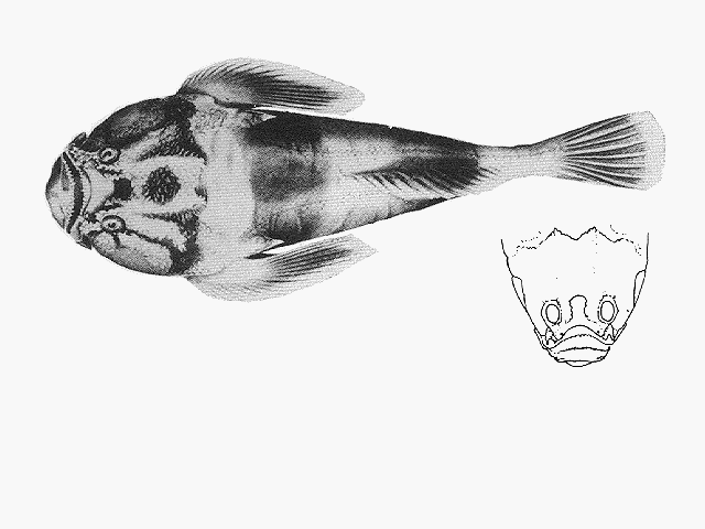 Kathetostoma nigrofasciatum