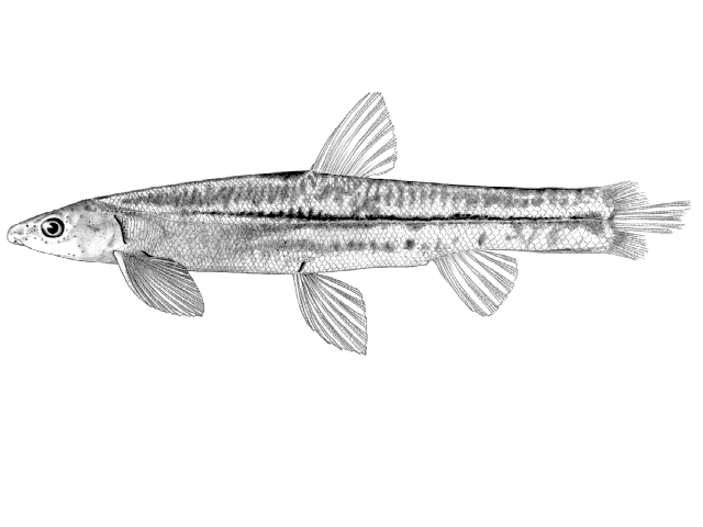 Kneria sjolandersi