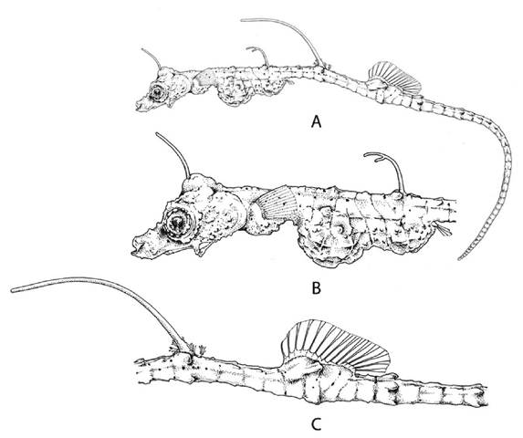 Kyonemichthys rumengani