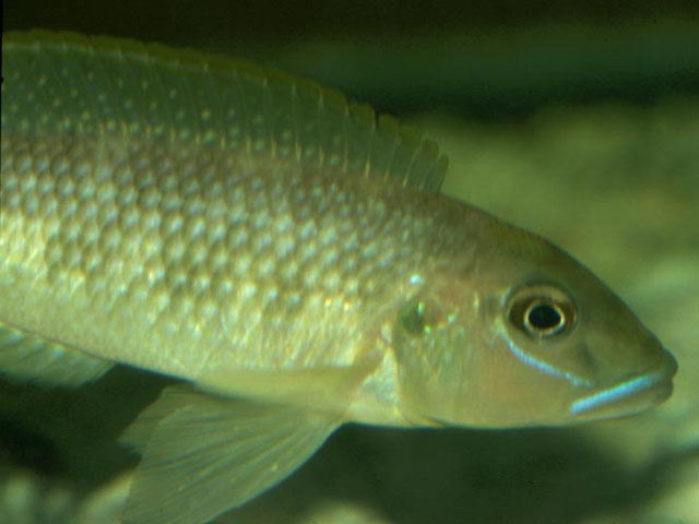 Lamprologus callipterus