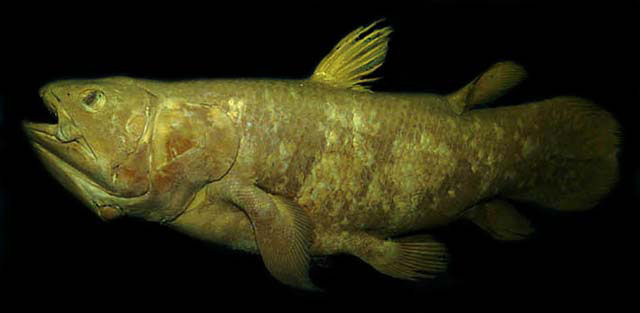 Latimeria chalumnae