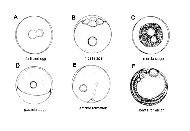 Lateolabrax japonicus